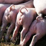 Voll konzentriert scheinen diese Ferkel - die Kamera beachten sie jedenfalls nicht