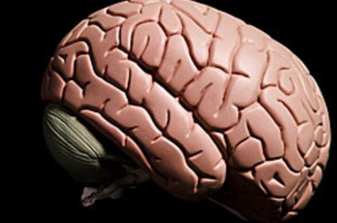 Bei Krankheiten wie Autismus oder Schizophrenie sind die Gehirne nicht nur sprichwörtlich aus dem Takt gekommen
