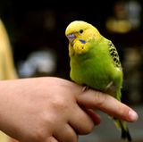 In Vogelfedern und -kot befinden sich ebenfalls Allergene, die Dauerschnupfen und Asthma auslösen können. Die bekanntesten Auslöser sind Kanarienvögel, Wellensittiche und Papageien. Von Taubenallergie sind vor allem Menschen betroffen, die in engem Kontakt mit diesen Tieren stehen, wie zum Beispiel Taubenzüchter. Auch hier gilt: Möglichst keinen Kontakt mit den Allergenen und, wenn möglich, die Tiere abgeben