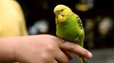 In Vogelfedern und -kot befinden sich ebenfalls Allergene, die Dauerschnupfen und Asthma auslösen können. Die bekanntesten Auslöser sind Kanarienvögel, Wellensittiche und Papageien. Von Taubenallergie sind vor allem Menschen betroffen, die in engem Kontakt mit diesen Tieren stehen, wie zum Beispiel Taubenzüchter. Auch hier gilt: Möglichst keinen Kontakt mit den Allergenen und, wenn möglich, die Tiere abgeben