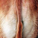 Aus so einer Perspektive wurde diese Kuh sicherlich noch nie fotografiert