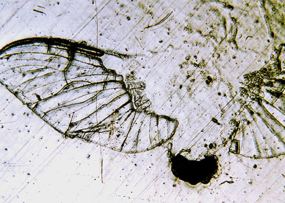 Lackpflege: Die 15-fache Vergrößerung eines Fliegenabdrucks durch ein spezielles Mikroskop-Fotoverfahren sichtbar gemacht. Im unteren Bereich ist der Lack herausgebrochen. Die Flügel stellen sich in Form von Decklackrissen dar. Die 15-fache Vergrößerung eines Fliegenabdrucks durch ein spezielles Mikroskop-Fotoverfahren sichtbar gemacht. Im unteren Bereich ist der Lack herausgebrochen. Die Flügel stellen sich in Form von Decklackrissen dar.