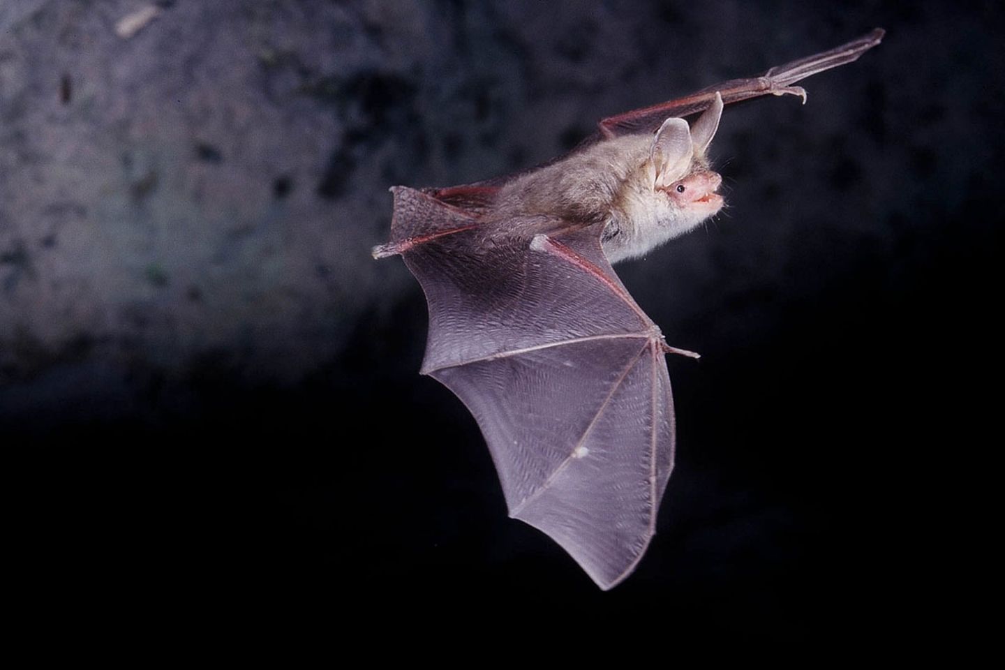 Ultraschall verwenden auch Fledermäuse: Sie orientieren sich am Echo ihrer Töne