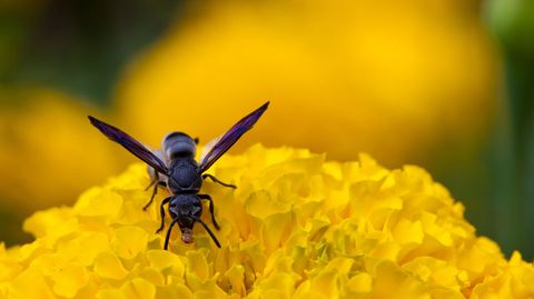 Für Allergiker ist jeder Stich einer Biene, Wespe, Hummel oder Hornisse gefährlich
