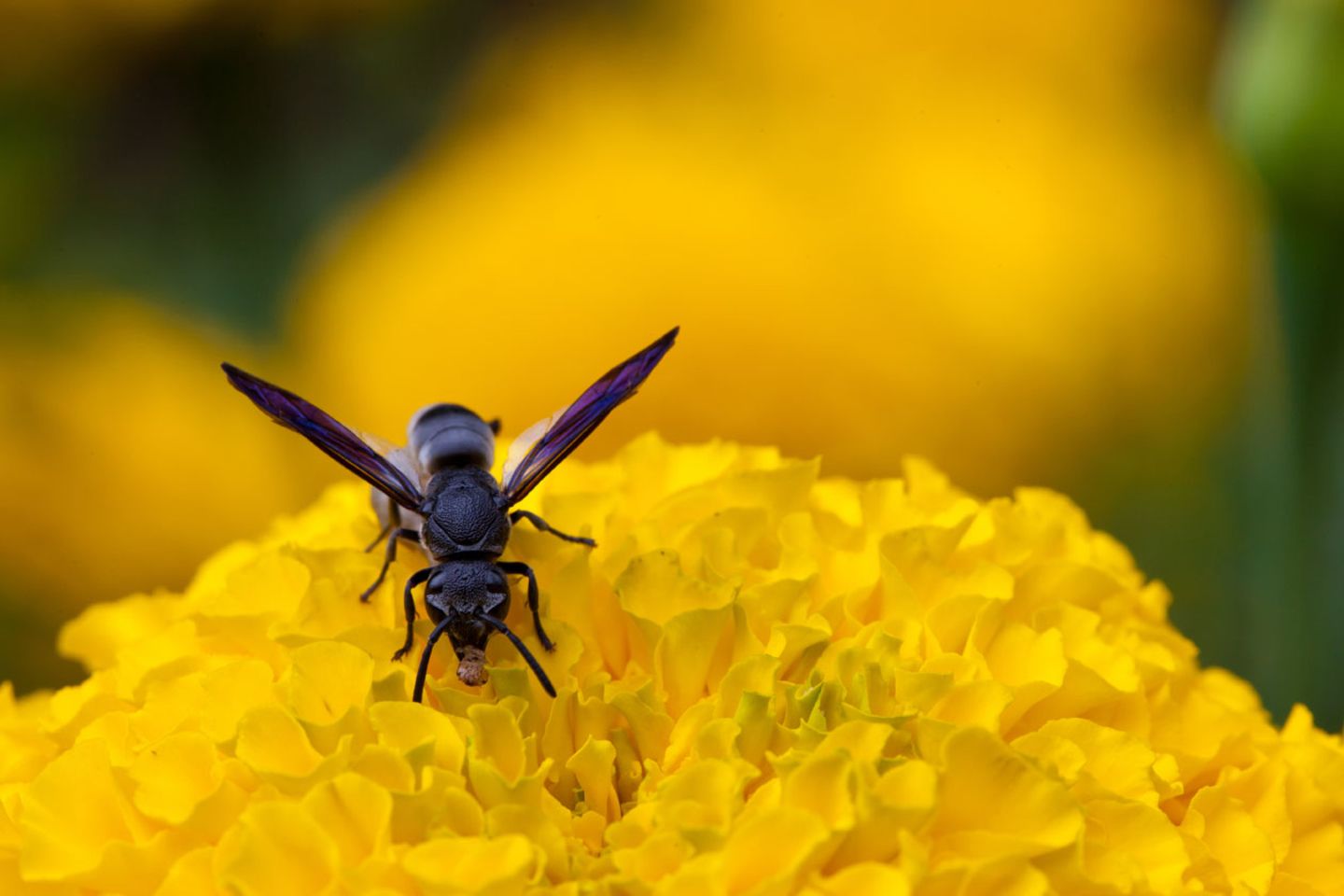 Für Allergiker ist jeder Stich einer Biene, Wespe, Hummel oder Hornisse gefährlich