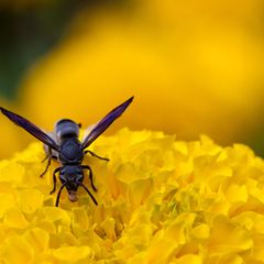 Für Allergiker ist jeder Stich einer Biene, Wespe, Hummel oder Hornisse gefährlich