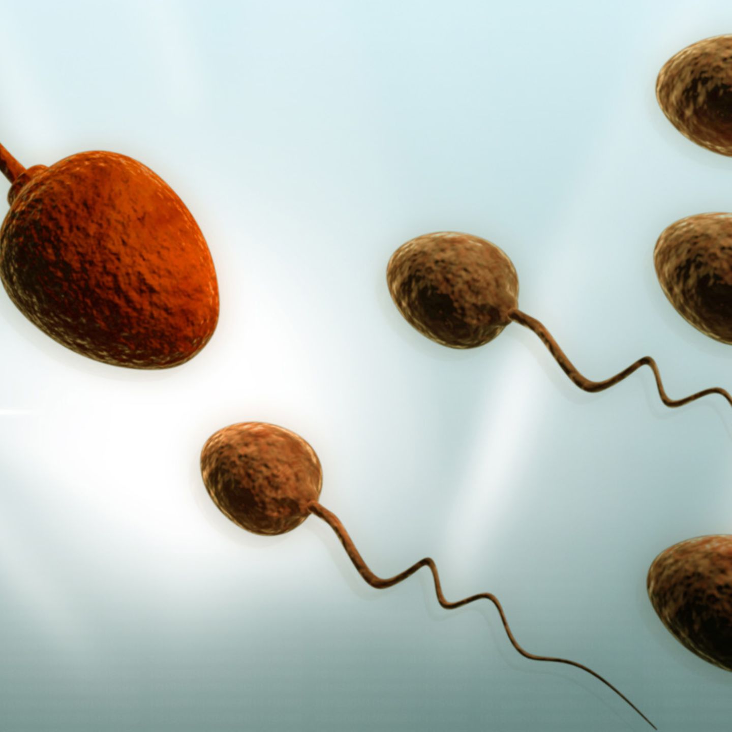 Spermien überleben der lange scheide in wie Wie lange
