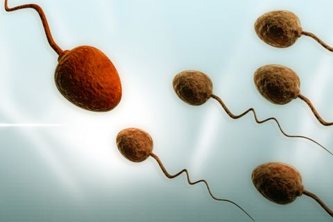 200 bis 500 Millionen Spermien machen sich während eines Samenergusses auf den Weg