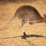 9. Platz - Australien: Seltene Arten wie die Beuteltiere, zu denen auch die Kängurus zählen, gehören zu den Dingen, die Australien einmalig machen - leider gehören auch die giftigsten Tiere auf unserem Planeten dazu. Zu einem besonders guten Image verhilft dem fünften Kontinent daher, dass "down under" weniger "giftige" als besonders nette Menschen leben. Diese sind zudem in der Welt bestens bekannt, gehört es doch unter vielen Australiern zum guten Ton, den Globus zu bereisen, ehe man ins Arbeitsleben einsteigt