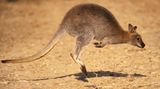 9. Platz - Australien: Seltene Arten wie die Beuteltiere, zu denen auch die Kängurus zählen, gehören zu den Dingen, die Australien einmalig machen - leider gehören auch die giftigsten Tiere auf unserem Planeten dazu. Zu einem besonders guten Image verhilft dem fünften Kontinent daher, dass "down under" weniger "giftige" als besonders nette Menschen leben. Diese sind zudem in der Welt bestens bekannt, gehört es doch unter vielen Australiern zum guten Ton, den Globus zu bereisen, ehe man ins Arbeitsleben einsteigt