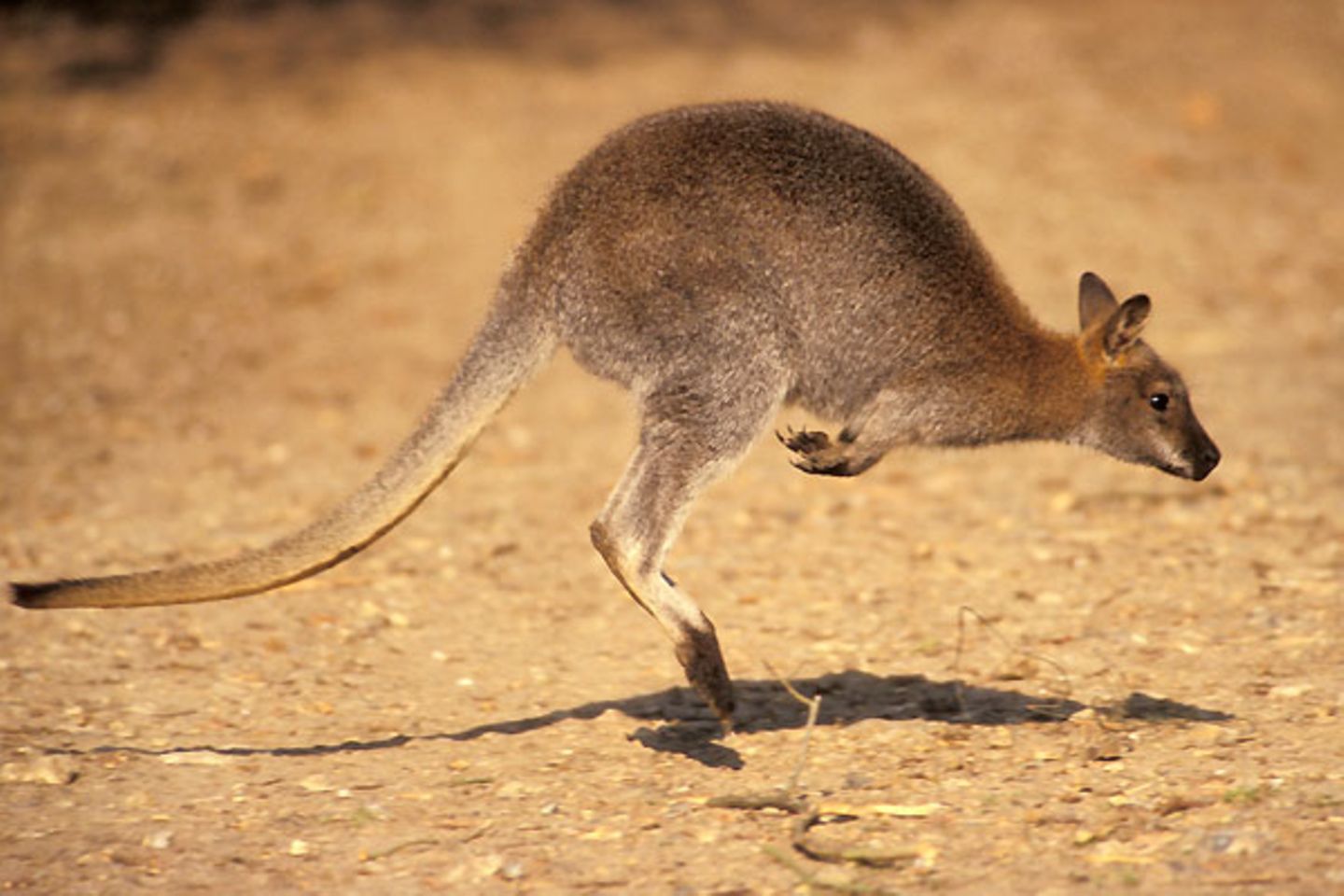 9. Platz - Australien: Seltene Arten wie die Beuteltiere, zu denen auch die Kängurus zählen, gehören zu den Dingen, die Australien einmalig machen - leider gehören auch die giftigsten Tiere auf unserem Planeten dazu. Zu einem besonders guten Image verhilft dem fünften Kontinent daher, dass "down under" weniger "giftige" als besonders nette Menschen leben. Diese sind zudem in der Welt bestens bekannt, gehört es doch unter vielen Australiern zum guten Ton, den Globus zu bereisen, ehe man ins Arbeitsleben einsteigt
