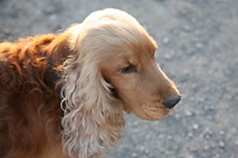 Der Biss eines Cockerspaniels brachte letztendlich zwei Berliner Hundebesitzer vor Gericht