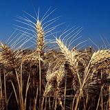 Mahl- und Schälmühlenerzeugnisse sind um knapp 27 Prozent teurer geworden. Dazu gehören vor allem Mehl, Reis und bearbeitete Getreidekörner