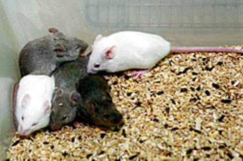 Schalteten Forscher das Hungerhormon Ghrelin aus, nuckelten die Mäuse weniger an der Alkoholflasche