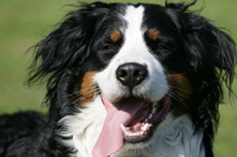 Ein Berner Sennehund hat typischerweise ein schwarz-weiß-braunes Fell. Forscher fanden heraus, dass Hunde ein drittes Gen haben, das ihre Färbung bestimmt