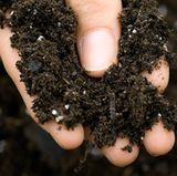 Wenn Sie nicht auf Grünes verzichten möchten, lassen Sie von einem Nichtallergiker die Blumenerde Ihrer Pflanzen regelmäßig austauschen. Oder steigen Sie auf Kakteen um