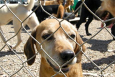 Viele Hunde zu besitzen ist legal, doch ihre Haltung muss tiergerecht sein