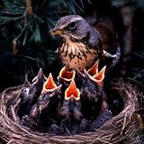 Eine gewagte biologische Erklärung liefert Caroline aus Oldenburg: "Das Küssen leitet sich von der Fütterung der Jungvögel ab. Die Berührung der Münder bzw. mit dem Mund zeugt noch heutzutage von der Bereitschaft sich um den Anderen kümmern zu wollen"