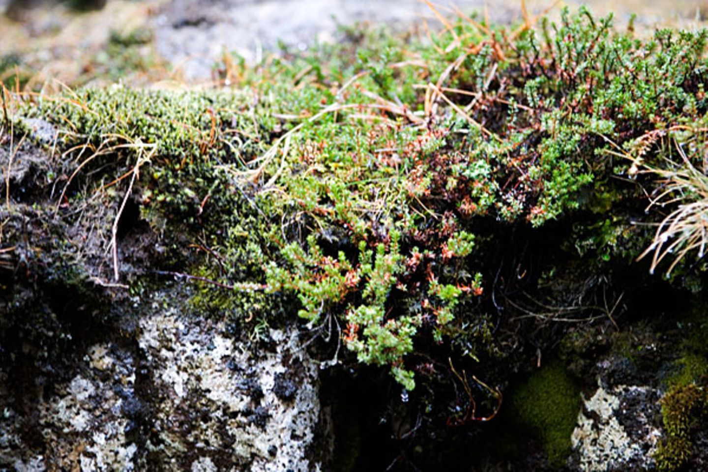 Moos ist nicht gleich Moos    Wer hätte gedacht, dass beim Einkauf von Moos derart steuerrechtliche Fallstricke zu beachten sind? Denn für Islandmoos, lateinisch als cladonia silvatica bekannt, verlangt Vater Staat nur den Aufpreis von sieben Prozent. Isländisches Moos hingegen, das unter dem wissenschaftlichen Namen cetravia islandica firmiert, gibt's nur für den vollen Satz