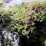 Moos ist nicht gleich Moos    Wer hätte gedacht, dass beim Einkauf von Moos derart steuerrechtliche Fallstricke zu beachten sind? Denn für Islandmoos, lateinisch als cladonia silvatica bekannt, verlangt Vater Staat nur den Aufpreis von sieben Prozent. Isländisches Moos hingegen, das unter dem wissenschaftlichen Namen cetravia islandica firmiert, gibt's nur für den vollen Satz