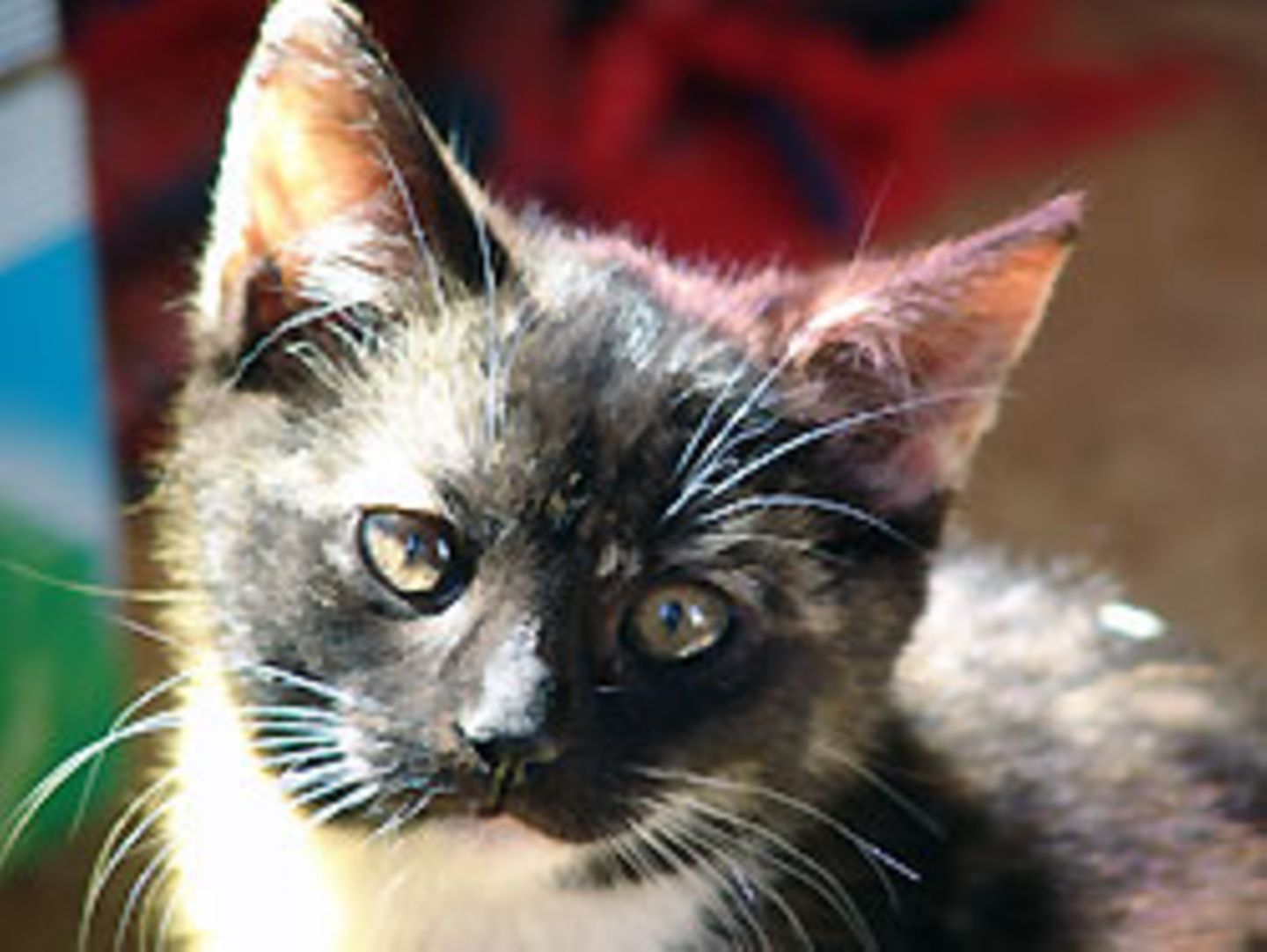 Mindestens 300 Katzen hat ein Mann aus Sakramento in seinen Gefriertruhen aufbewahrt