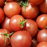 Tomatenernte    Was ist der Unterschied zwischen Jesus und den Holländern?    Jesus hat aus Wasser Wein gemacht - die Holländer aus Wasser Tomaten!