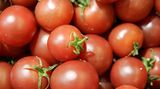Tomatenernte    Was ist der Unterschied zwischen Jesus und den Holländern?    Jesus hat aus Wasser Wein gemacht - die Holländer aus Wasser Tomaten!