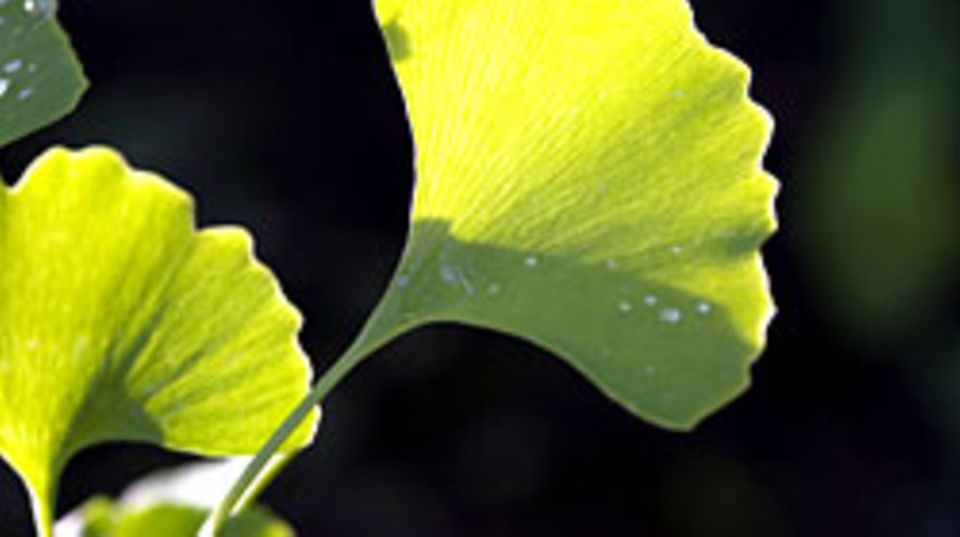 Kaum eine Heilpflanze ist so intensiv beforscht worden wie Ginkgo