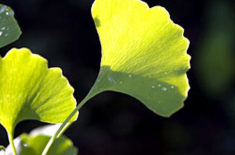 Kaum eine Heilpflanze ist so intensiv beforscht worden wie Ginkgo