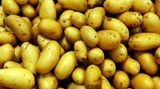 Ein schwacher Trost: Kartoffelpreise sind um 12,5 Prozent gesunken im Vergleich zum Vorjahr