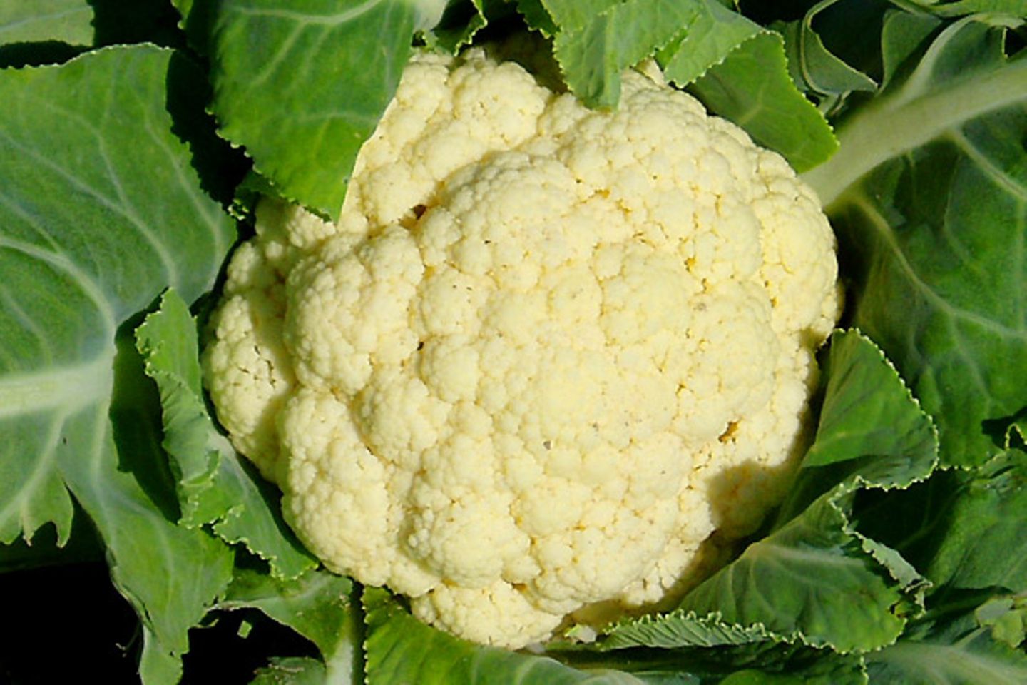 Blumenkohl: 41,8 Prozent teurer als vor einem Jahr