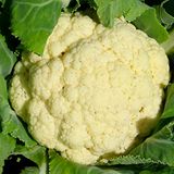 Blumenkohl: 41,8 Prozent teurer als vor einem Jahr