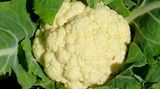 Blumenkohl: 41,8 Prozent teurer als vor einem Jahr
