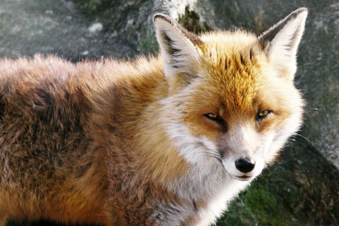 Beim Rotfuchs wurden 74 bekannte Parasiten gefunden