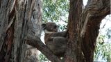 Auch eine Gruppe neugieriger Touristen und Fotografen im Unterholz können einen Koala nicht aus der Ruhe bringen. Verschlafen bleibt das putzige Beuteltier in seiner Astgabel hocken, entspannt von den ätherischen Ölen der Eukalyptusblätter, seiner Hauptnahrung