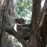 Auch eine Gruppe neugieriger Touristen und Fotografen im Unterholz können einen Koala nicht aus der Ruhe bringen. Verschlafen bleibt das putzige Beuteltier in seiner Astgabel hocken, entspannt von den ätherischen Ölen der Eukalyptusblätter, seiner Hauptnahrung