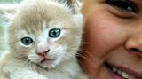 Wenn Sie Ihren Liebling partout nicht abgeben wollen oder können, sollten Sie Kater unbedingt kastrieren lassen - sie produzieren sonst doppelt so viele Allergene wie Katzen