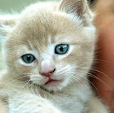 Wenn Sie Ihren Liebling partout nicht abgeben wollen oder können, sollten Sie Kater unbedingt kastrieren lassen - sie produzieren sonst doppelt so viele Allergene wie Katzen