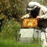 Ein Imker kann mit entsprechender Schutzkleidung vorsorgen