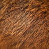 Prüfen Sie dann auch Ihre Möbel, denn viele Teppiche, Matratzen, Sofas, Sessel, Polster und auch Kleidungsstücke enthalten Rosshaar