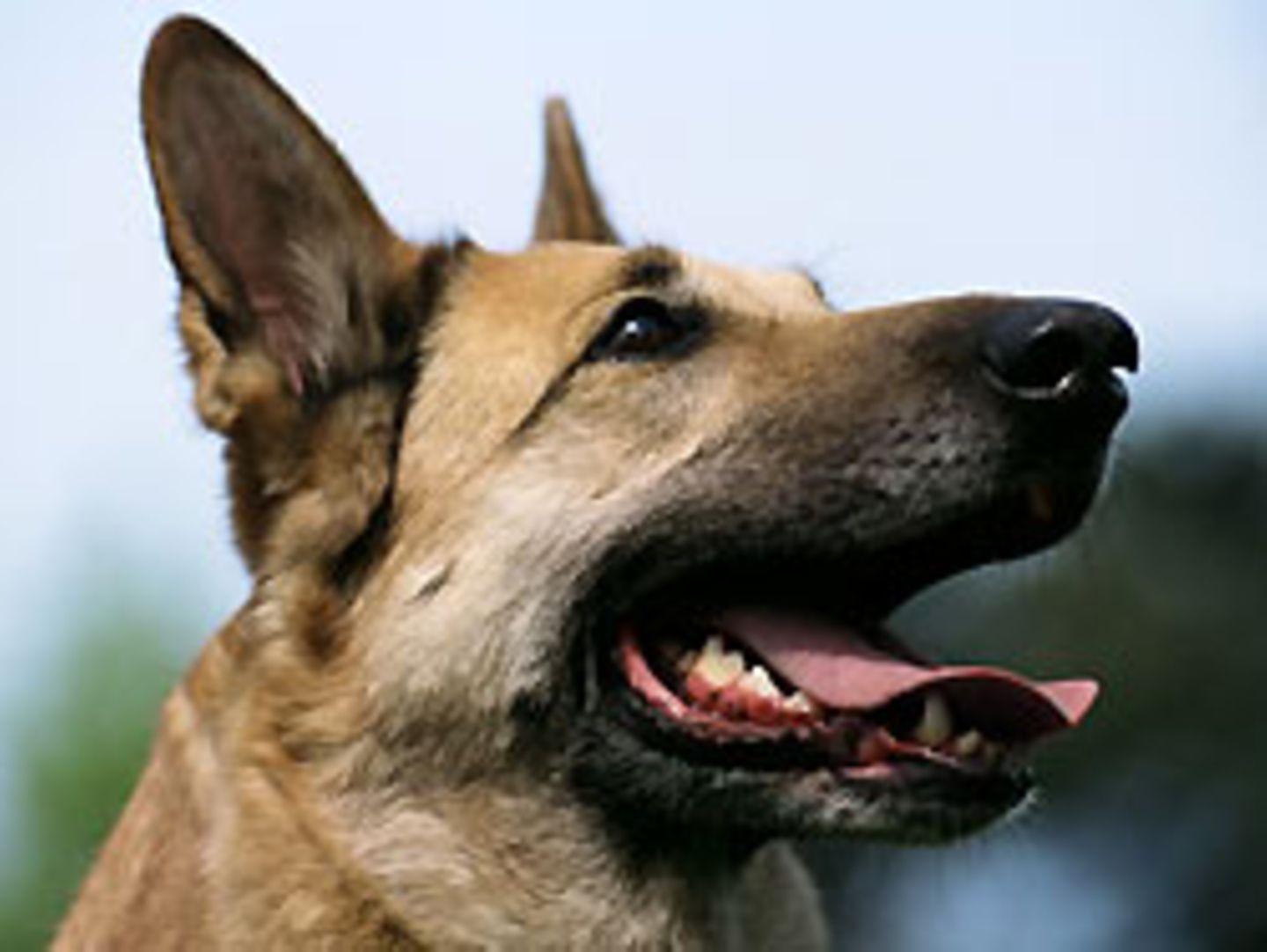 Ikone der Deutschen: der Schäferhund. Am Wochenende wird der Meister gekürt
