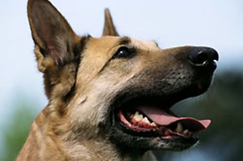 Ikone der Deutschen: der Schäferhund. Am Wochenende wird der Meister gekürt