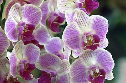 "In der Eifel könnten sich die Orchideen ausbreiten", prognostiziert der Biologe Holger Kreft
