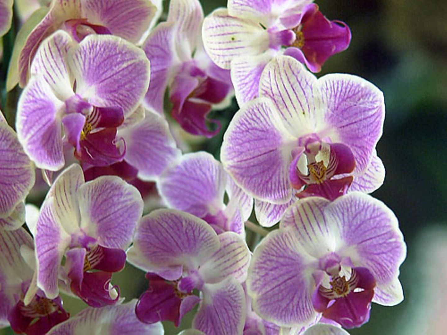 "In der Eifel könnten sich die Orchideen ausbreiten", prognostiziert der Biologe Holger Kreft