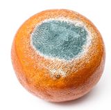 Werfen Sie angeschimmelte Lebensmittel weg. Die Pilzgifte im Schimmel können Leberkrebs auslösen