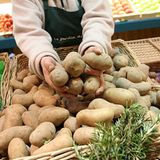 "Doch, es gibt solche Pflanzen. Die 'übergewichtigen' Pflanzen legen Speicherstoffe, die dem tierischen Fett entsprechen, in ihrem 'Körper' an, um damit harte Zeiten, also den Winter, überstehen zu können. Zum Beispiel Kartoffelpflanzen in Knollen. Alles eine Frage der Analogie", meint Karl Holz