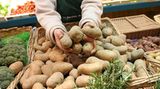 "Doch, es gibt solche Pflanzen. Die 'übergewichtigen' Pflanzen legen Speicherstoffe, die dem tierischen Fett entsprechen, in ihrem 'Körper' an, um damit harte Zeiten, also den Winter, überstehen zu können. Zum Beispiel Kartoffelpflanzen in Knollen. Alles eine Frage der Analogie", meint Karl Holz