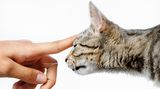 Es werden auch allergenfreie Katzen angeboten - leider sind sie extrem teuer. Eine Firma in den USA hat eine Katze gezüchtet, bei der das allergene Eiweiß in Fell und Speichel durch ein anderes ersetzt wurde. Ein Jungtier kostet bis zu 9.000 Dollar. Nach Einschätzung von Experten fehlen noch unabhängige Belege dafür, dass die Tiere tatsächlich für Katzenallergiker geeignet sind