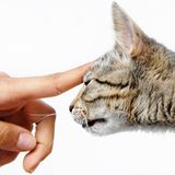 Es werden auch allergenfreie Katzen angeboten - leider sind sie extrem teuer. Eine Firma in den USA hat eine Katze gezüchtet, bei der das allergene Eiweiß in Fell und Speichel durch ein anderes ersetzt wurde. Ein Jungtier kostet bis zu 9.000 Dollar. Nach Einschätzung von Experten fehlen noch unabhängige Belege dafür, dass die Tiere tatsächlich für Katzenallergiker geeignet sind