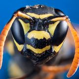 Entgegen der landläufigen Meinung reagieren Hornissen sehr selten aggressiv. Ihr Gift ist nicht gefährlicher als das von Wespen und Bienen